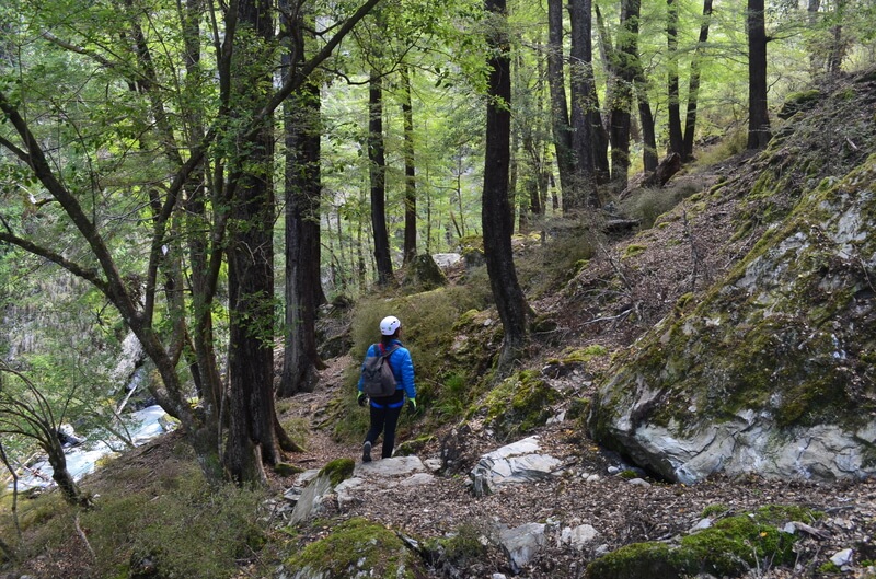 More Than a Zipline: Discover the Magic of Glenorchy’s Native Beech Forest